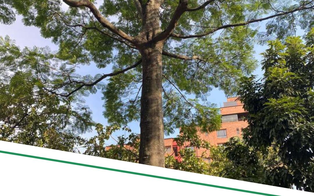 Estrategias para el diseño, mantenimiento y monitoreo de Soluciones Basadas en la Naturaleza en ciudades